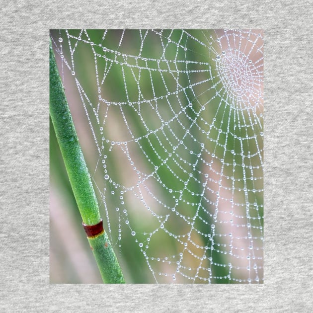 Spiderweb by mariola5